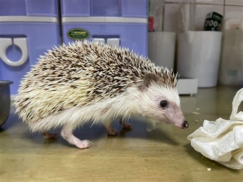 特殊寵物|探索臺灣合法飼養的特殊寵物：珍稀魚類與迷人冷門寵物全紀錄！。